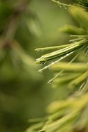 green cedar branch