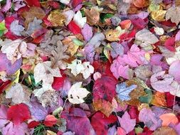 autumn colorful leaves on ground