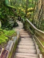 long wooden staircase in Lynn Canyon park