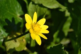 yellow Buttercup Flower closeup