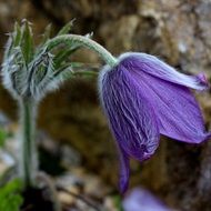 hairy purple garden flower