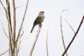 small bird with crest on a branch without leaves