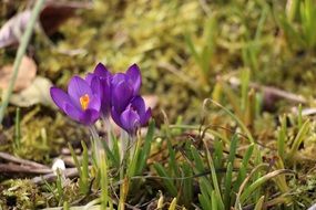 Flowers Spring Crocus