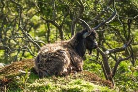wild goat near a bush in the sun