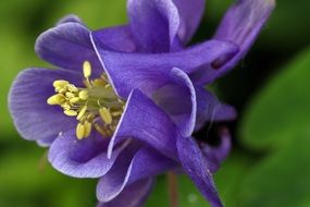 purple flower with yellow stamens close-up