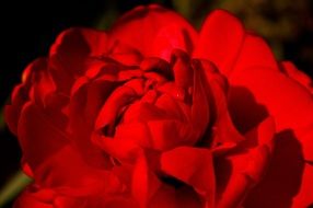 double flowers roses tulips