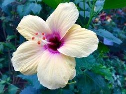 yellow hibiscus Flower with purple center