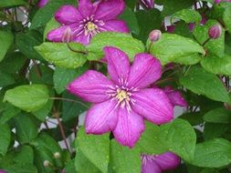 Purple Clematis Flowers in a botanical garden