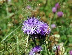 Purple Wild flowers in a garden close-up on blurred background