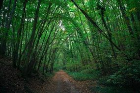 tree trail in france