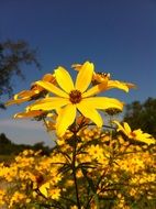 Yellow Flower plant macro shot