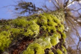 green moss on a tree close-up