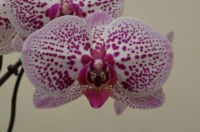 spotty pink-white orchid close-up