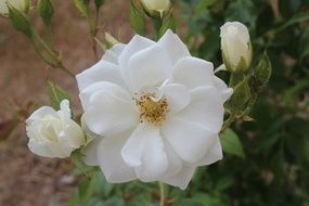 beautiful white Flower closeup shot