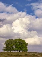 green trees on a hill against a background of white clouds