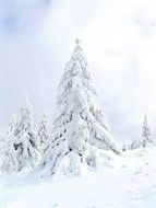 snow coniferous spruce