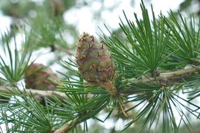 coniferous branch with green cones close-up