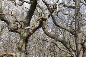 Trees without leaves in the spring forest