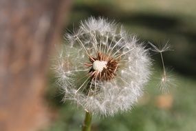 Dandelion close-up on blurred background