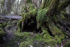 green moss on a tree in the forest