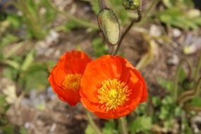 orange poppies on a blurred background