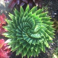succulent plant, top view, Spirals