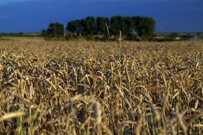 incredibly handsome Field Corn, poland