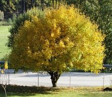 tree with round crowns in the sun