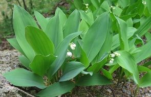 convallaria majalis, lilies of valley blooming in wild