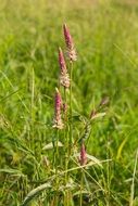 wayside plant