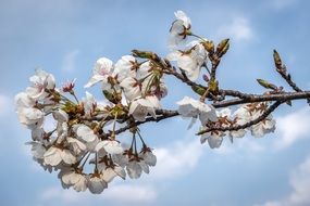 flowering apple branch