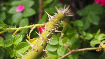 Thorns Stem close-up on blurred background