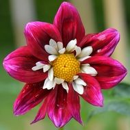 pink dahlia with bright core closeup