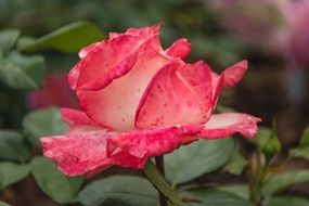 rose on a bush close-up