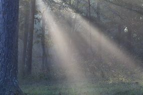 sunlight as a decoration of a dark forest