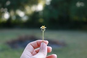 tiny Flower In Hand closeup