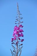 incredibly handsome Fireweed Flower