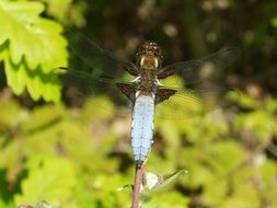 Dragonfly macro recording