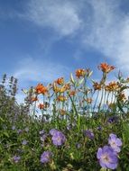 stunningly beautiful Garden Flowers