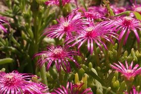 Close-up of the beautiful blooming spiky bright pink flowers