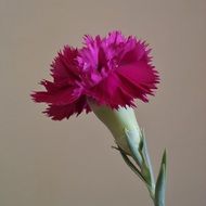 carnation flower with the purple petals