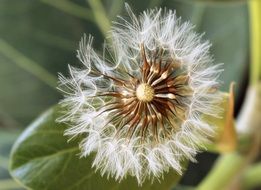 fragile seeds of a dandelion flower