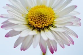 white-purple daisy close-up