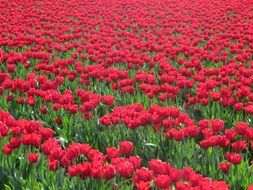 Flowers Tulips Red