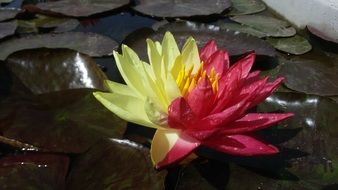 bicolored water lily