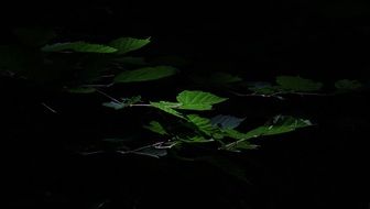 green leaves in black forest In the dark