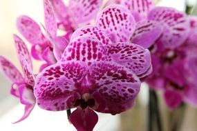 pink spotted orchid close-up