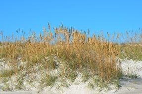 thickets of Sea Oats on Sand Dunes on a sunny day