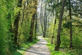 path in the spring forest