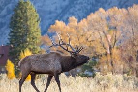 male elk in wildlife